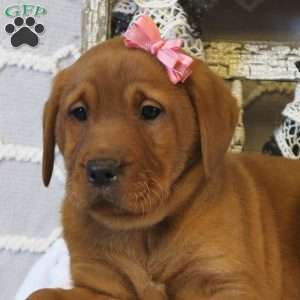 Fox red labrador puppies 2024 for sale kennel club